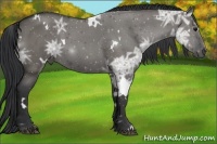 Horse Color:White Spotted Grullo Ice Roan