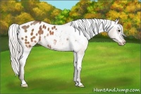 Horse Color:Silver Brown Appaloosa Rabicano