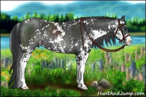 Horse Color:Black Sabino Rabicano