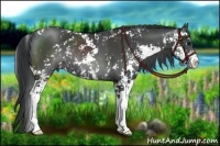 Horse Color:Black Sabino Rabicano