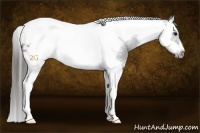 Horse Color:Black Splash Tobiano Frame Appaloosa 