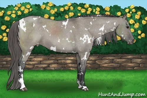 Horse Color:White Spotted Grullo Sabino Varnish