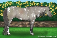 Horse Color:White Spotted Grullo Sabino Varnish 