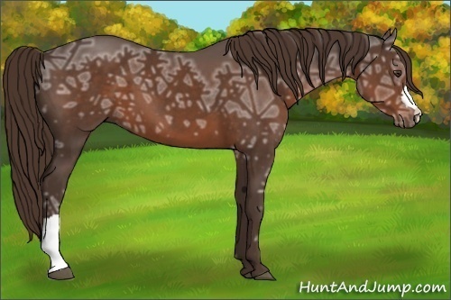 Horse Color:Liver Chestnut Ice