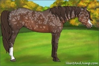 Horse Color:Liver Chestnut Ice 