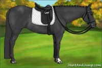 Horse Color:Black Rabicano 