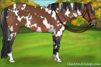 Horse Color:White Spotted Bay 