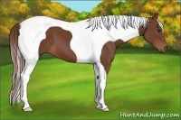 Horse Color:Chestnut Tobiano 
