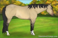 Horse Color:Buckskin Dun Rabicano
