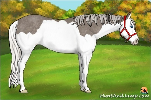Horse Color:Silver Black Splash Rabicano 