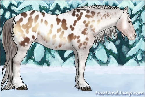 Horse Color:Red Onyx Sabino Appaloosa
