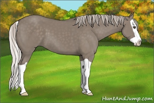 Horse Color:Silver Grullo Splash 