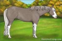 Horse Color:Silver Grullo Splash
