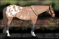 Horse Color:Bay Roan Blanket Rabicano 