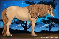 Horse Color:Gold Champagne 