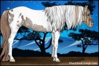 Horse Color:Chestnut Ice Tobiano Appaloosa 