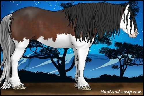 Horse Color:Bay Splash 