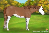 Horse Color:Chestnut Splash