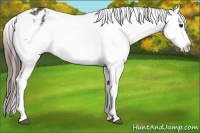 Horse Color:Buckskin Appaloosa 