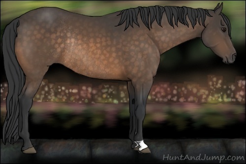 Horse Color:Buckskin Rabicano