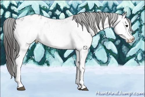 Horse Color:White Spotted Black Appaloosa 