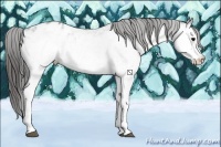 Horse Color:White Spotted Black Appaloosa