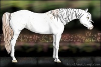 Horse Color:White Spotted Gold Champagne 