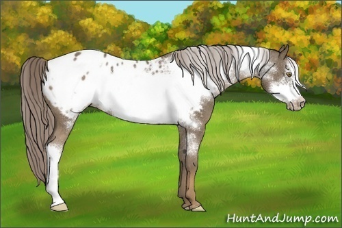 Horse Color:Chocolate Palomino Frame Appaloosa