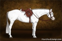 Horse Color:Brown Appaloosa