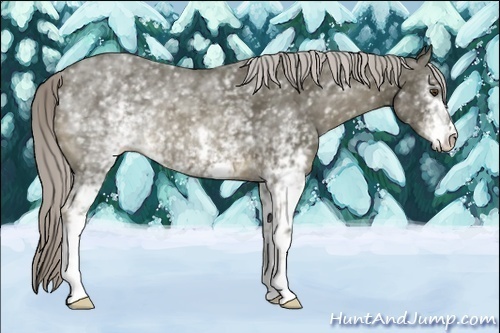 Horse Color:White Spotted Chocolate Palomino