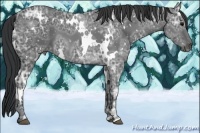 Horse Color:White Spotted Black Ice
