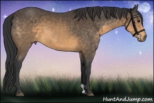 Horse Color:Buckskin 