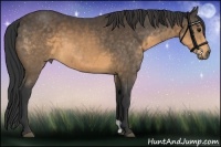 Horse Color:Buckskin 
