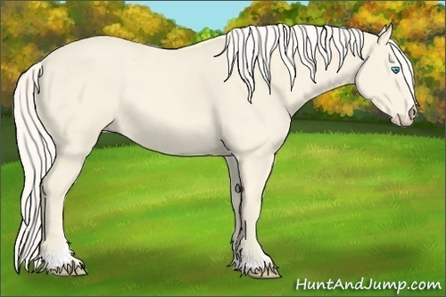 Horse Color:Cremello Sabino 