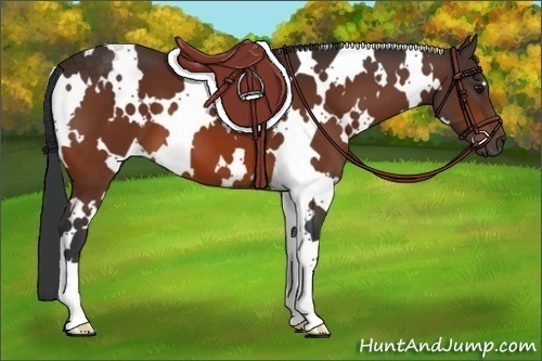 Horse Color:White Spotted Bay
