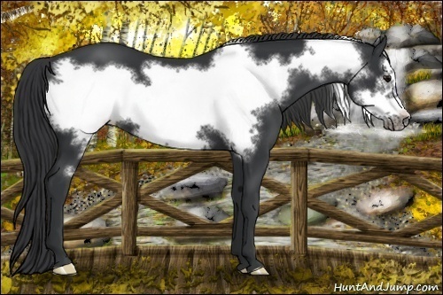 Horse Color:Black Frame 