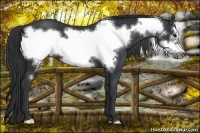Horse Color:Black Frame 
