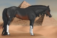 Horse Color:Brown 
