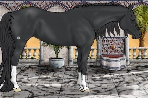 Horse Color:Black 