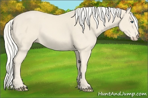 Horse Color:Cremello Sabino