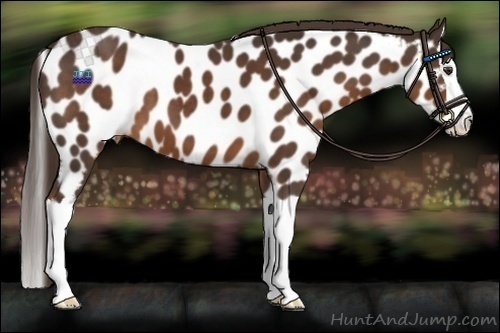 Horse Color:Liver Chestnut Splash Near Leopard