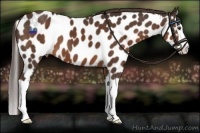 Horse Color:Liver Chestnut Splash Appaloosa 