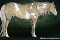 Horse Color:White Spotted Chocolate Palomino Sabino Rabicano