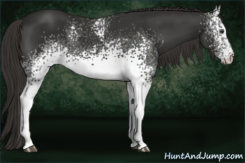 Horse Color:White Spotted Liver Chestnut 