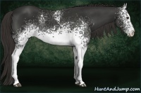 Horse Color:White Spotted Liver Chestnut 