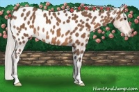 Horse Color:Silver Brown Appaloosa Rabicano 