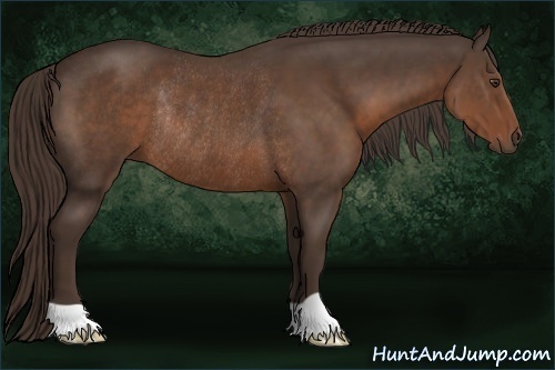 Horse Color:Liver Chestnut Rabicano