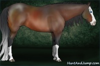 Horse Color:Bay Splash 