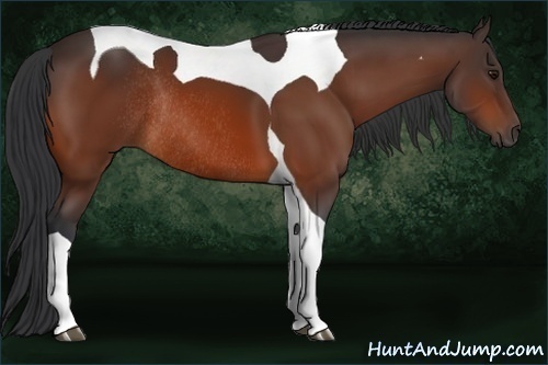 Horse Color:Bay Tobiano Rabicano