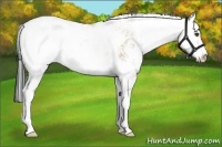 Horse Color:Bay Dun Sabino 